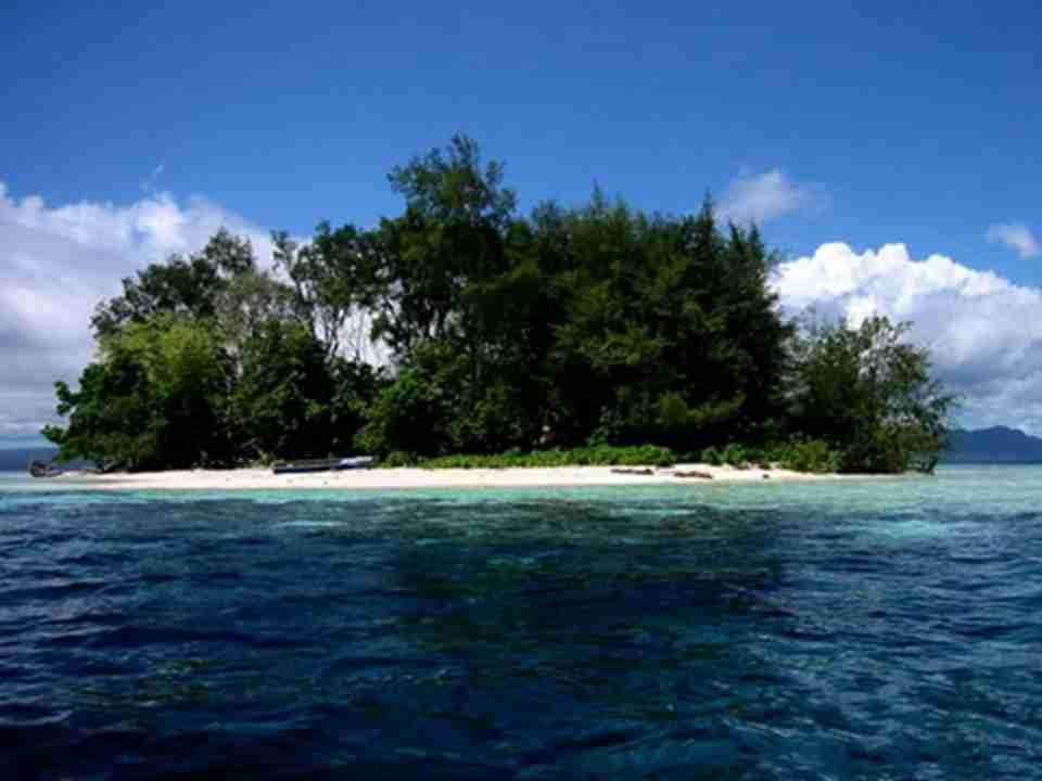 除了新几内亚的巴布亚岛外，所罗门群岛中具有高度的动物种属多样性和丰富的地方性种属