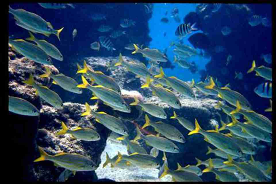 大约95种鱼类被记载，包括诺罗尼亚锦鱼和罗卡斯鲨两种地方性物种