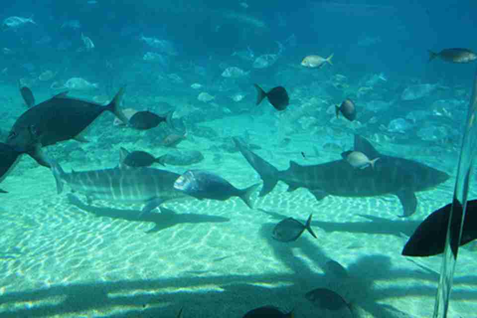 鲨鱼湾以自然景观和生物多样而著名