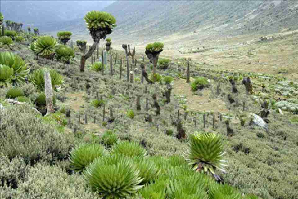 肯尼亚山国家公园特殊的本土植物