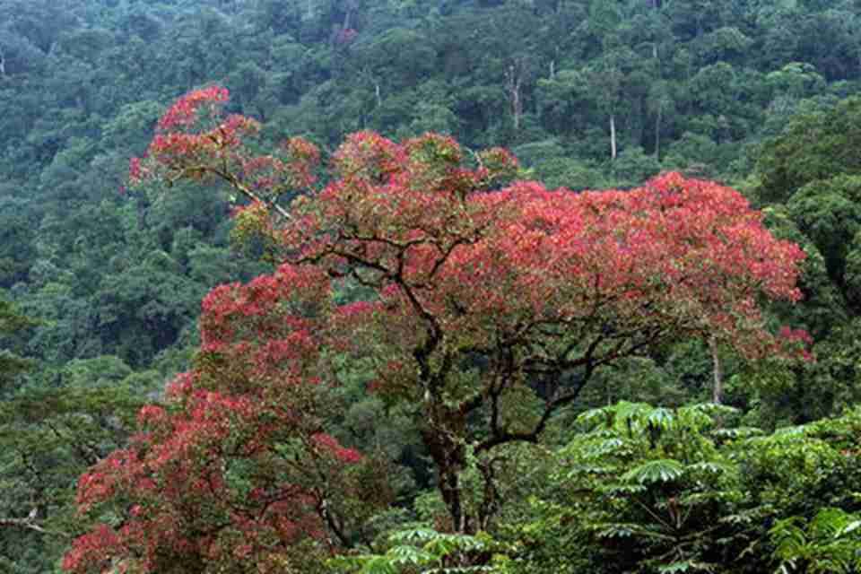 卡胡兹－别加国家公园是植物世界