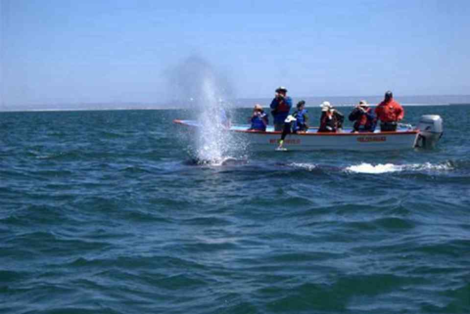 埃尔比斯开诺鲸鱼禁渔区，位于墨西哥下加利福尼亚半岛中部地区