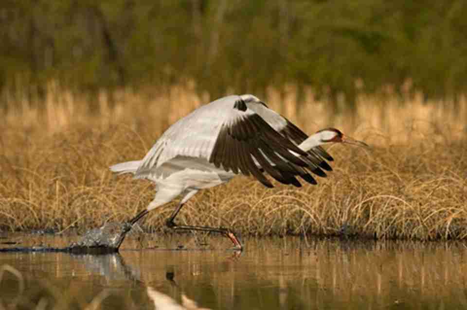 伍德布法罗国家公园同时也是美洲鹤的天然巢穴