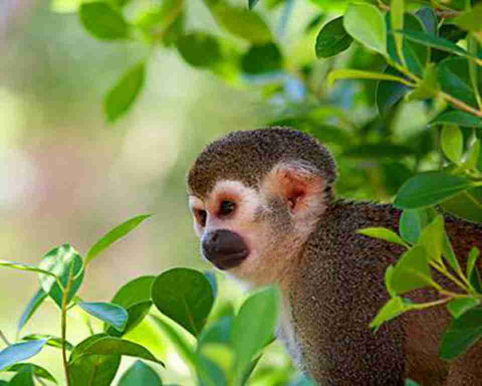 玛努国家公园有许多卷尾猴
