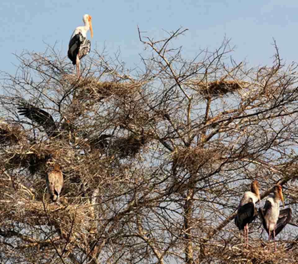 凯奥拉德奥国家公园曾是印度王公打野鸭的狩猎场