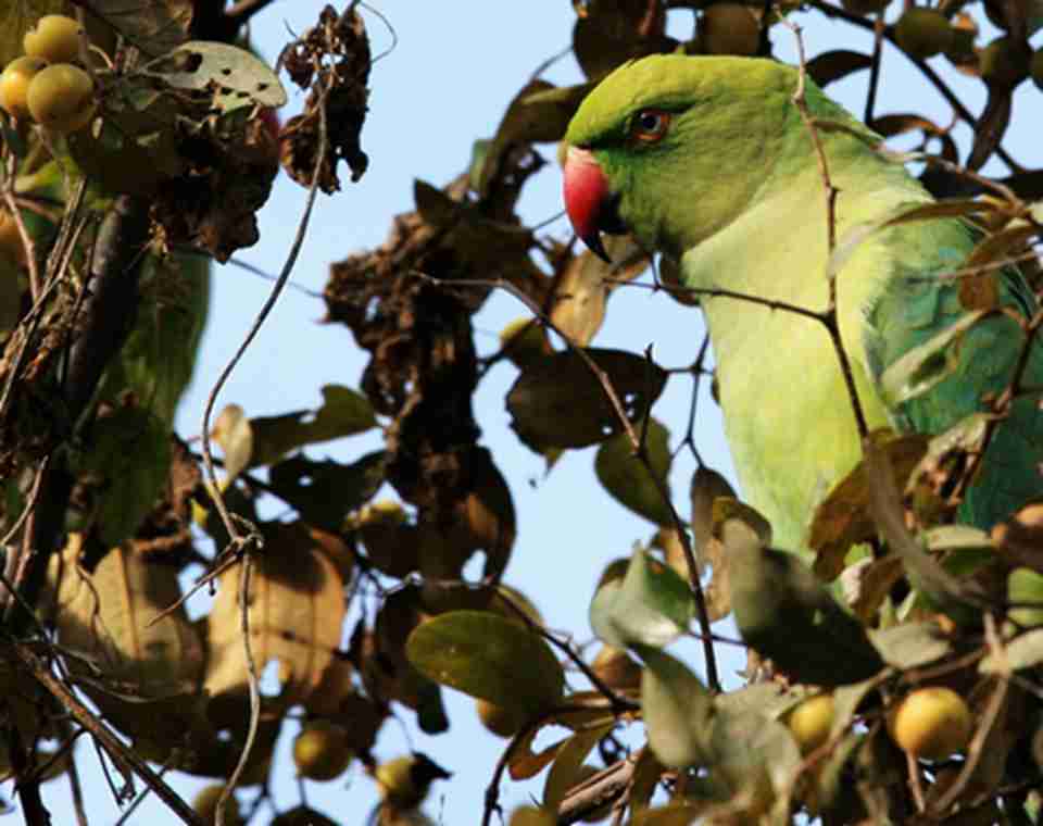 凯奥拉德奥国家公园里生活着364种鸟类