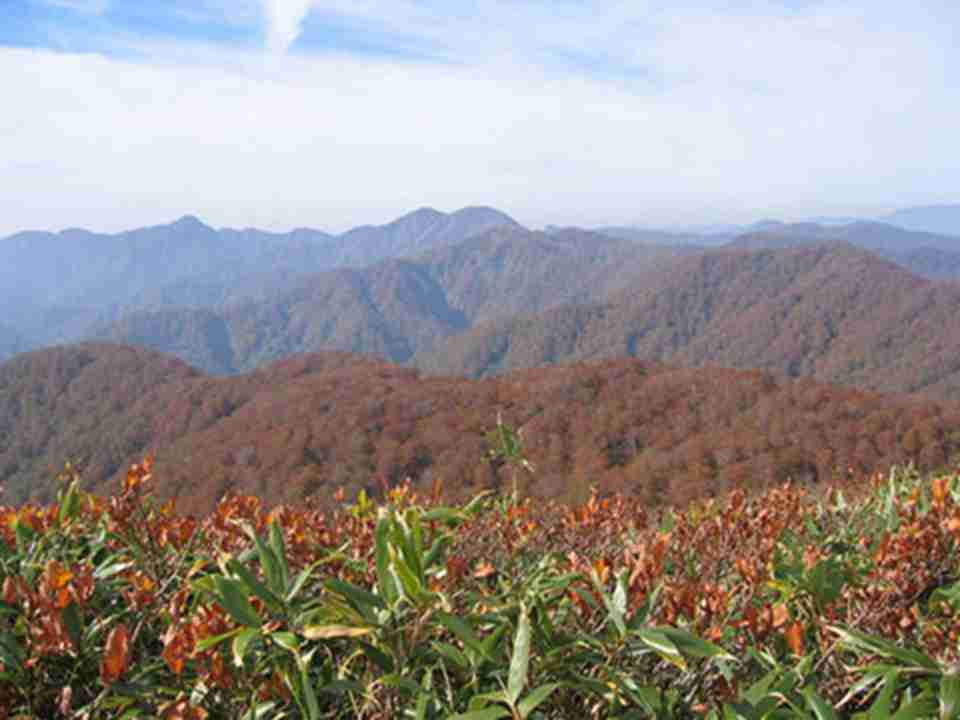 白神山地丰富的植物资源