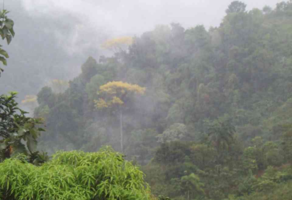 卡皮瓦拉山国家公园中的植物种类繁多