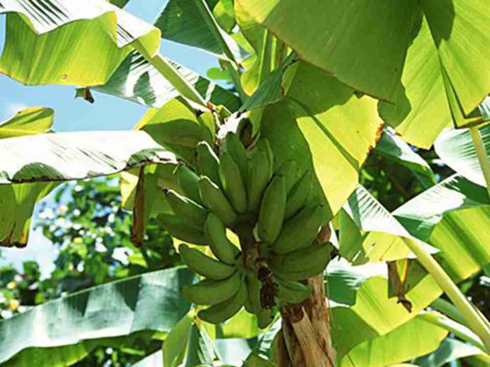 直到20世纪初期，当地人仍在库克湿地种植香蕉和根类蔬菜