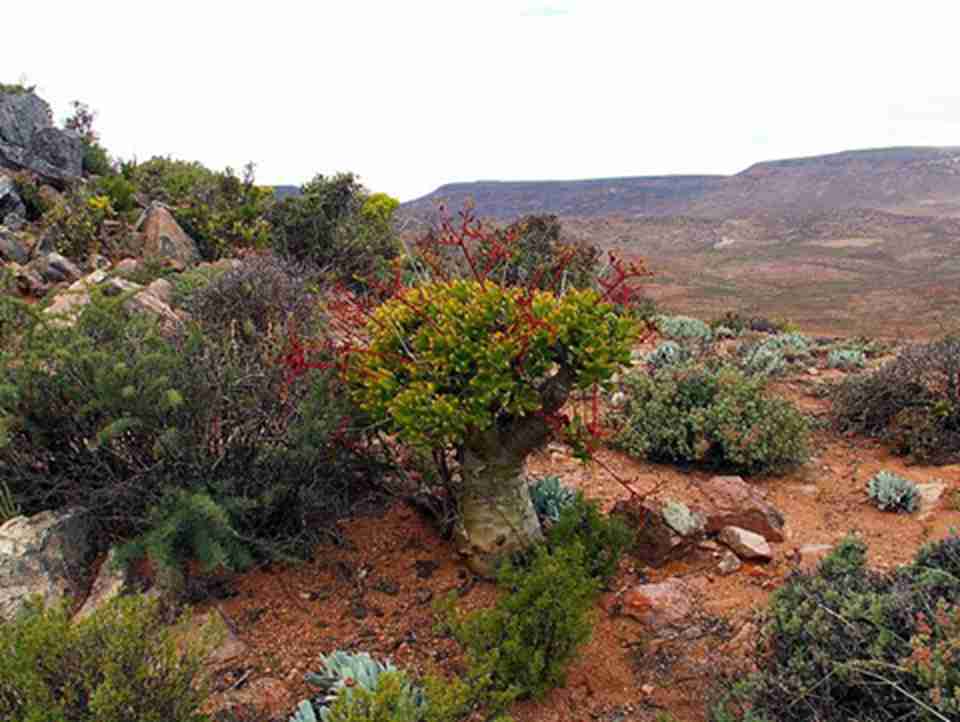 理查德斯维德的高山、峡谷和荒漠中生长着种类繁多的多汁植物