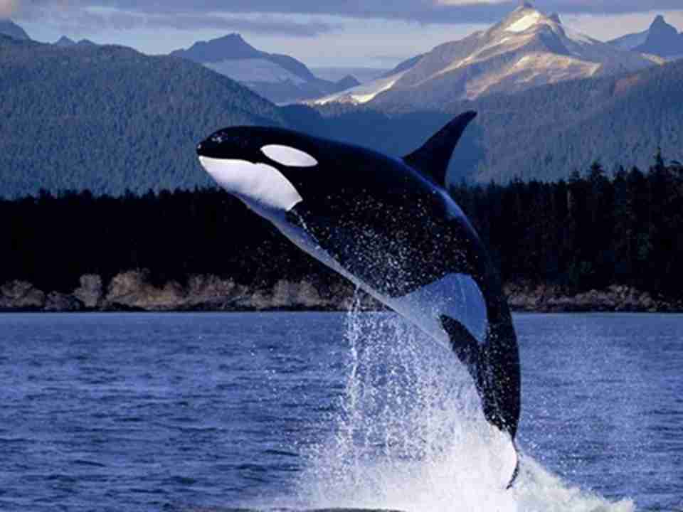 鲸是人类已知的世界上最大的动物