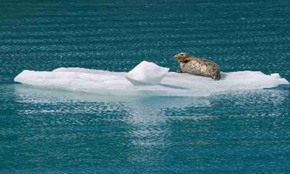冰川国家公园生活着不少稀有或濒临灭绝的动物