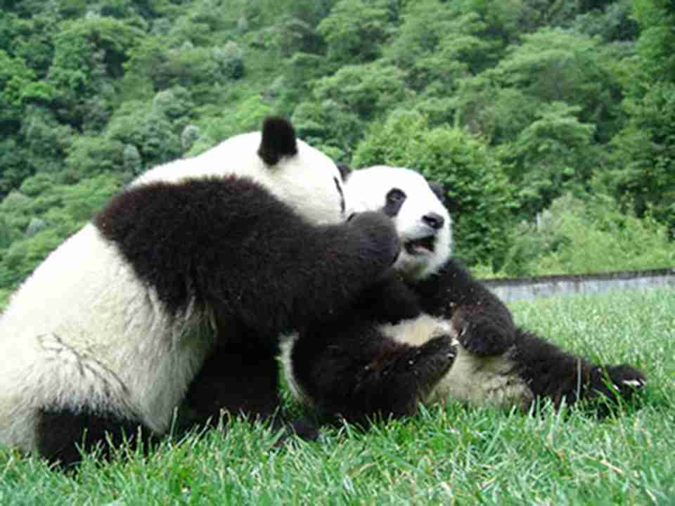 玩耍中的大熊猫