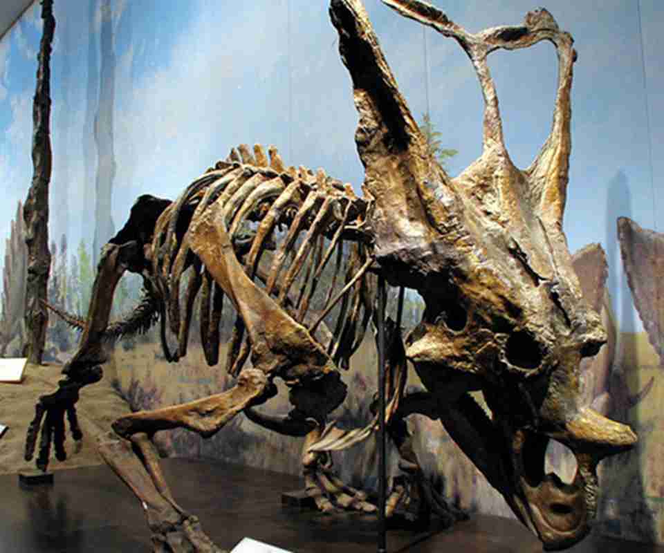 艾伯塔省恐龙公园恐龙化石
