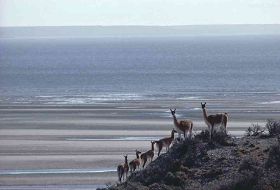 瓦尔德斯半岛是全球海洋哺乳动物资源的重点保护区