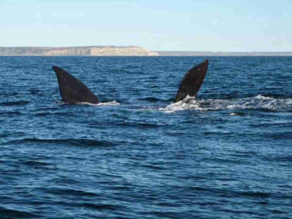 逆戟鲸有一个绰号叫“杀人鲸”，这是因为它们不仅吃鱼类，也吃其他哺乳类动物