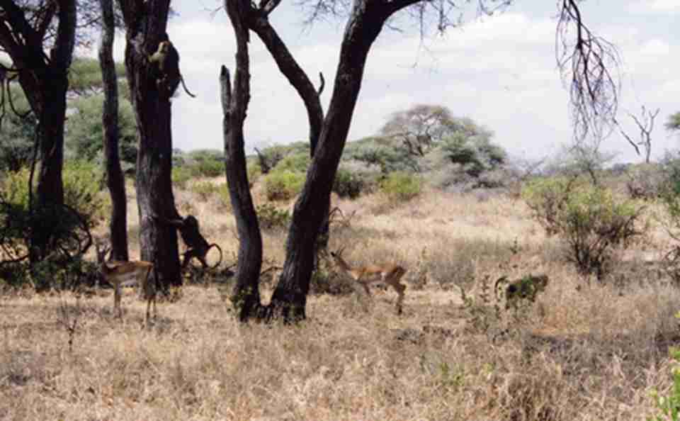 塔伊国家公园里的动物群亦属西非森林的代表物种