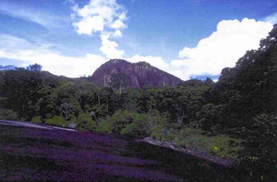 苏里南中心自然保护区位于苏里南锡帕利维尼区