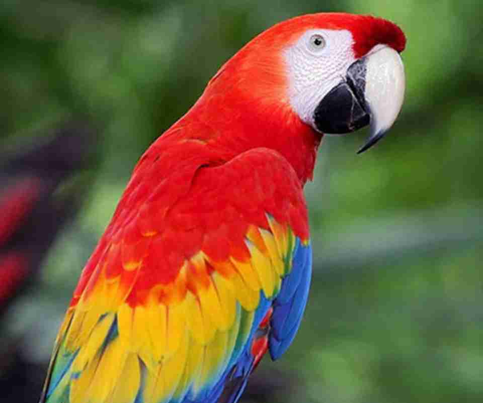 苏里南自然保护区有680种鸟类