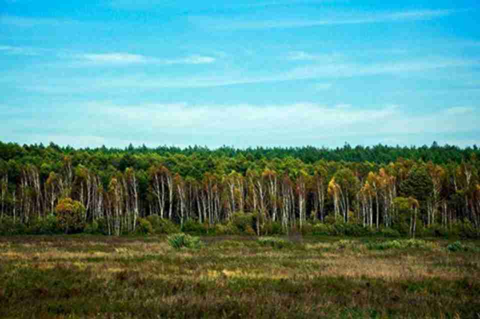 比亚沃韦扎原始森林的面积约为50万英亩