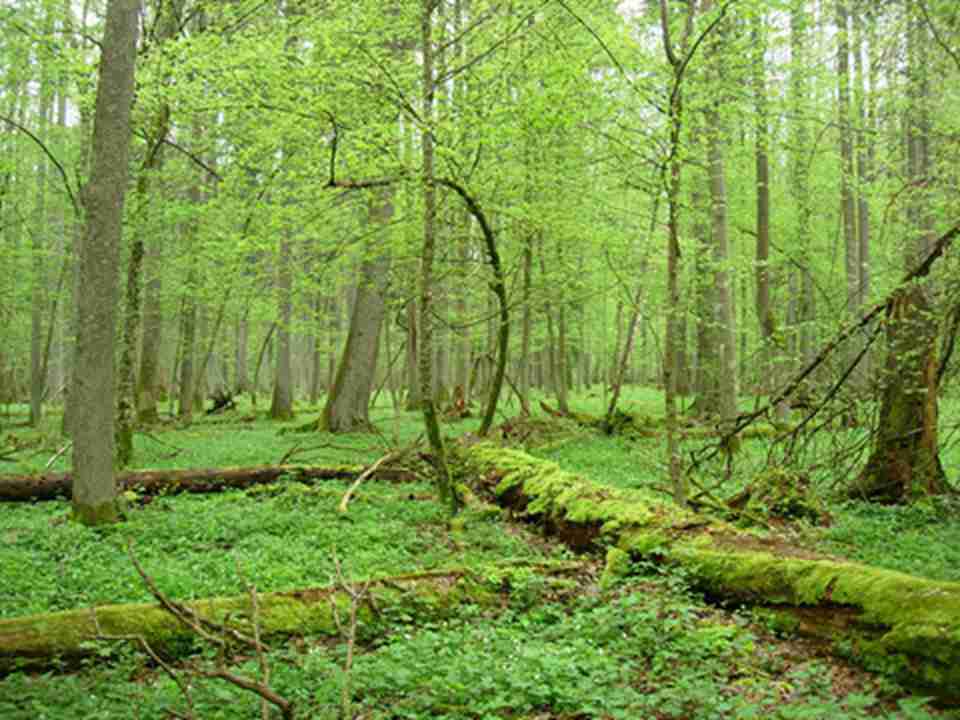森林中，万古以来沉积的树叶覆盖层散发出幽幽香气
