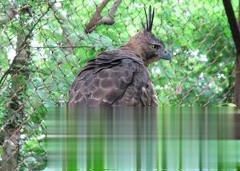 爪哇鹰雕 Spizaetus bartelsi