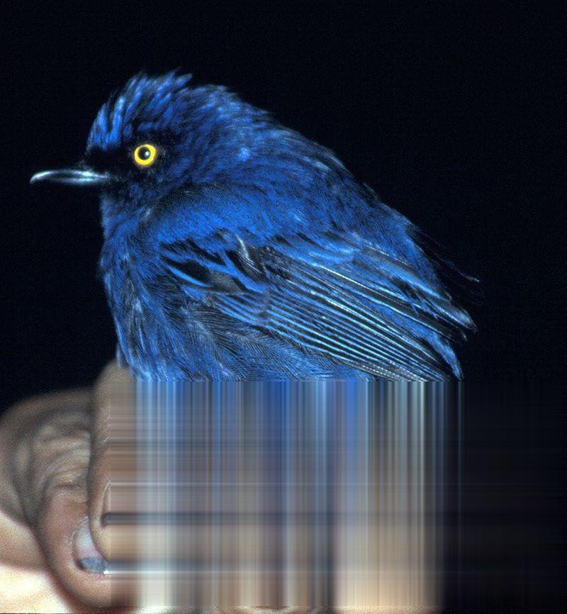 蓝刺花鸟的图片