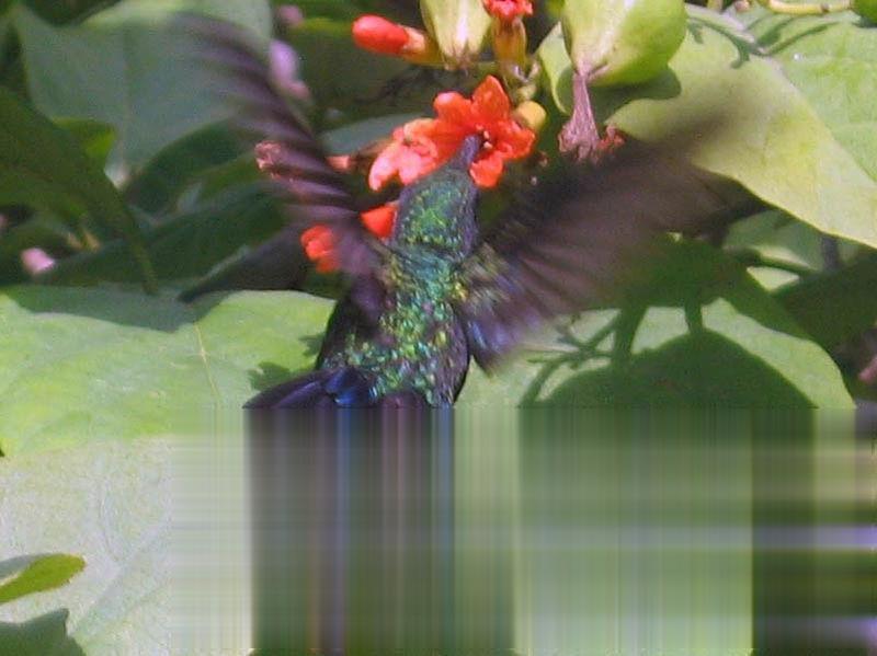 绿芒果蜂鸟的图片