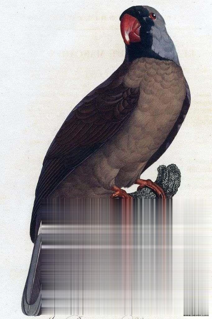马斯卡林鹦鹉的图片