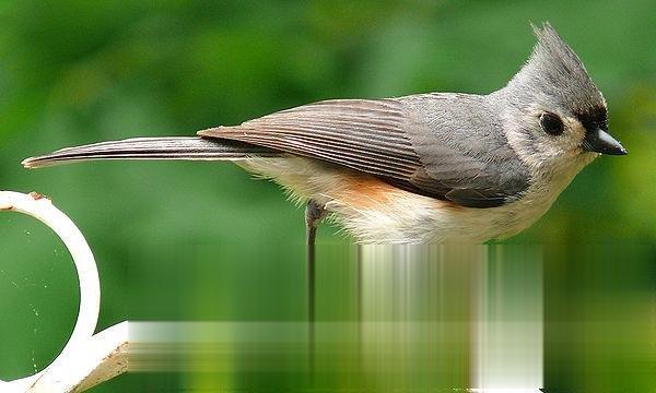 美洲凤头山雀的图片