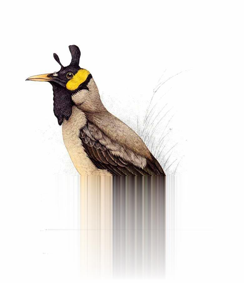 肉垂椋鸟：外形特征图