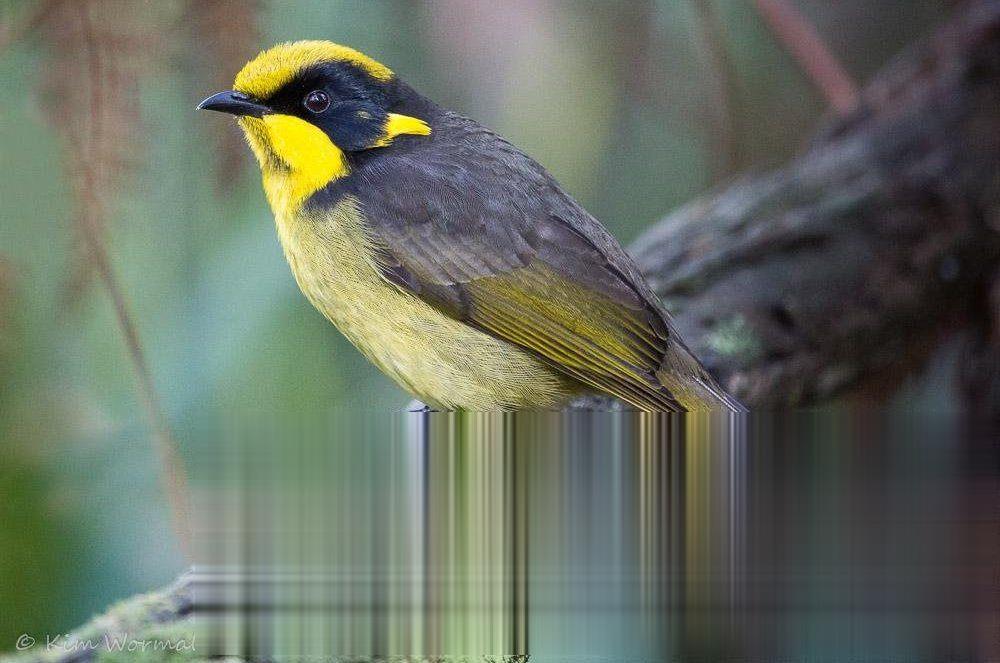 黄冠吸蜜鸟的图片