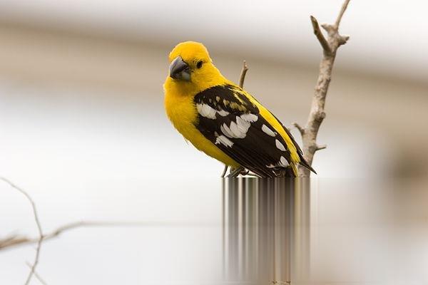 黄色白斑翅雀的图片