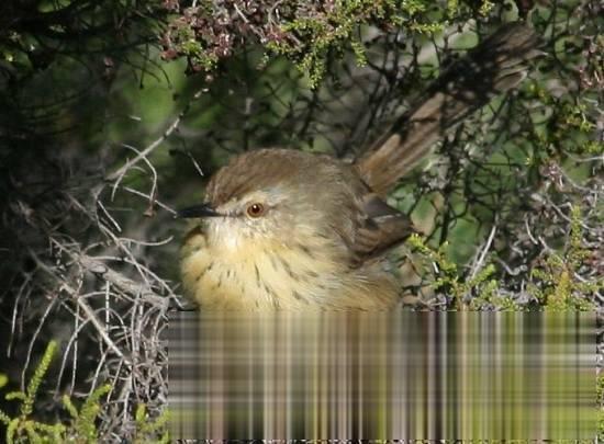 德拉山鹪莺的图片