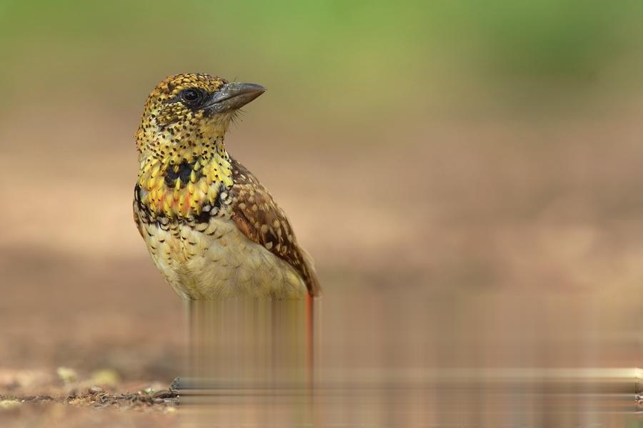 brodal ciemnodzioby - D'Arnaud's Barbet - Trachyphonus darnaudii