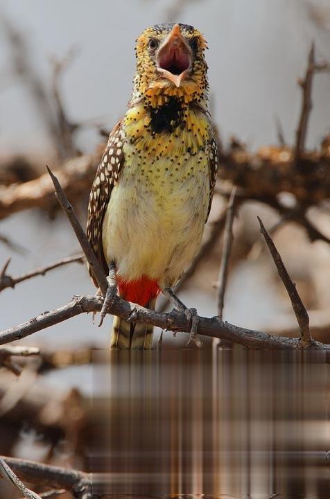 D'Arnaud's Barbet