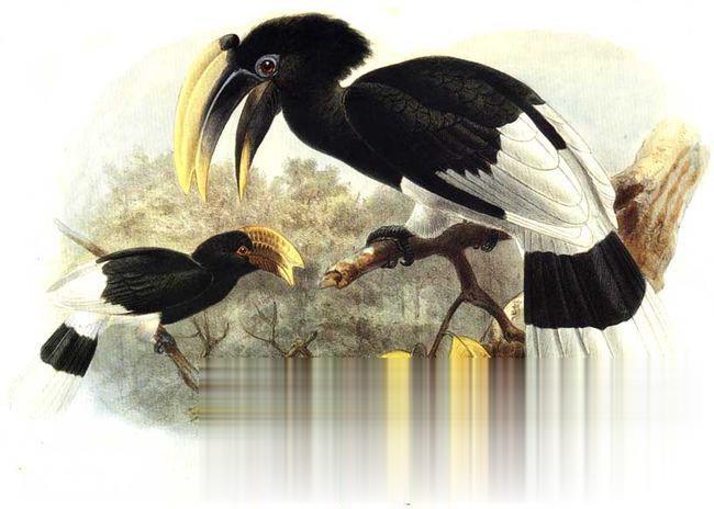 White-thighed Hornbill (Bycanistes albotibialis) - Wiki; Image ONLY