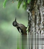 喜马拉雅啄木鸟