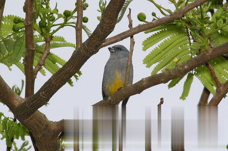 牙买加歌雀：雄鸟