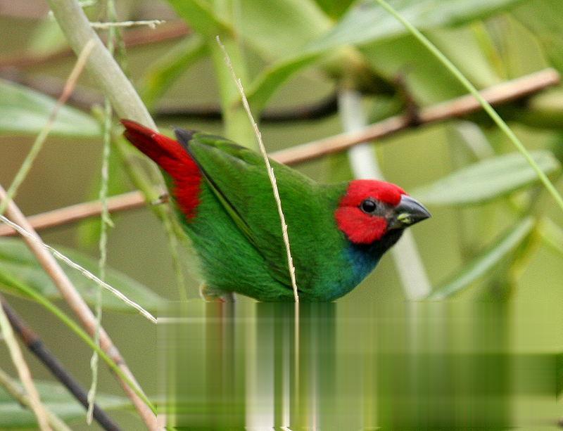 斐济鹦雀的图片