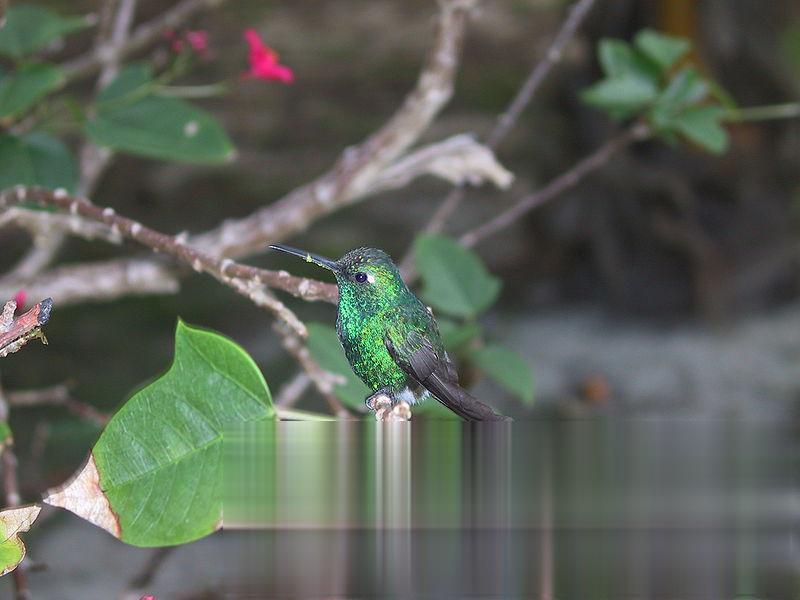 古巴翠蜂鸟的图片