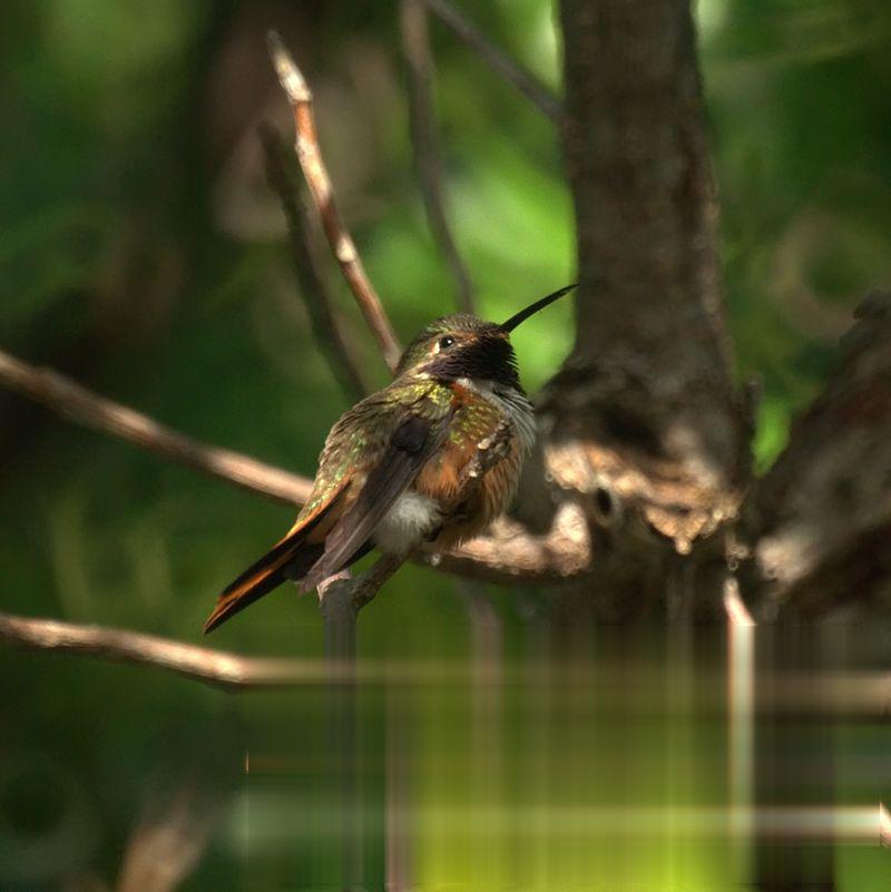 巴哈马林星蜂鸟的图片
