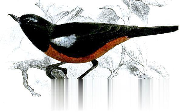 黑背刺花鸟的图片