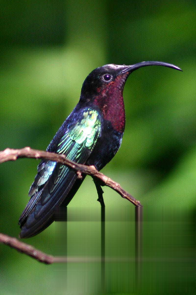 紫喉蜂鸟的图片